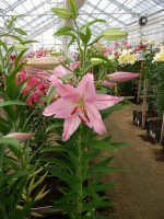 [4351 Vitara VZ No01.JPG]